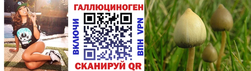 Галлюциногенные грибы Psilocybe  Нерехта 